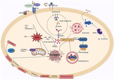 Research progress on ferroptosis in the pathogenesis and treatment of neurodegenerative diseases